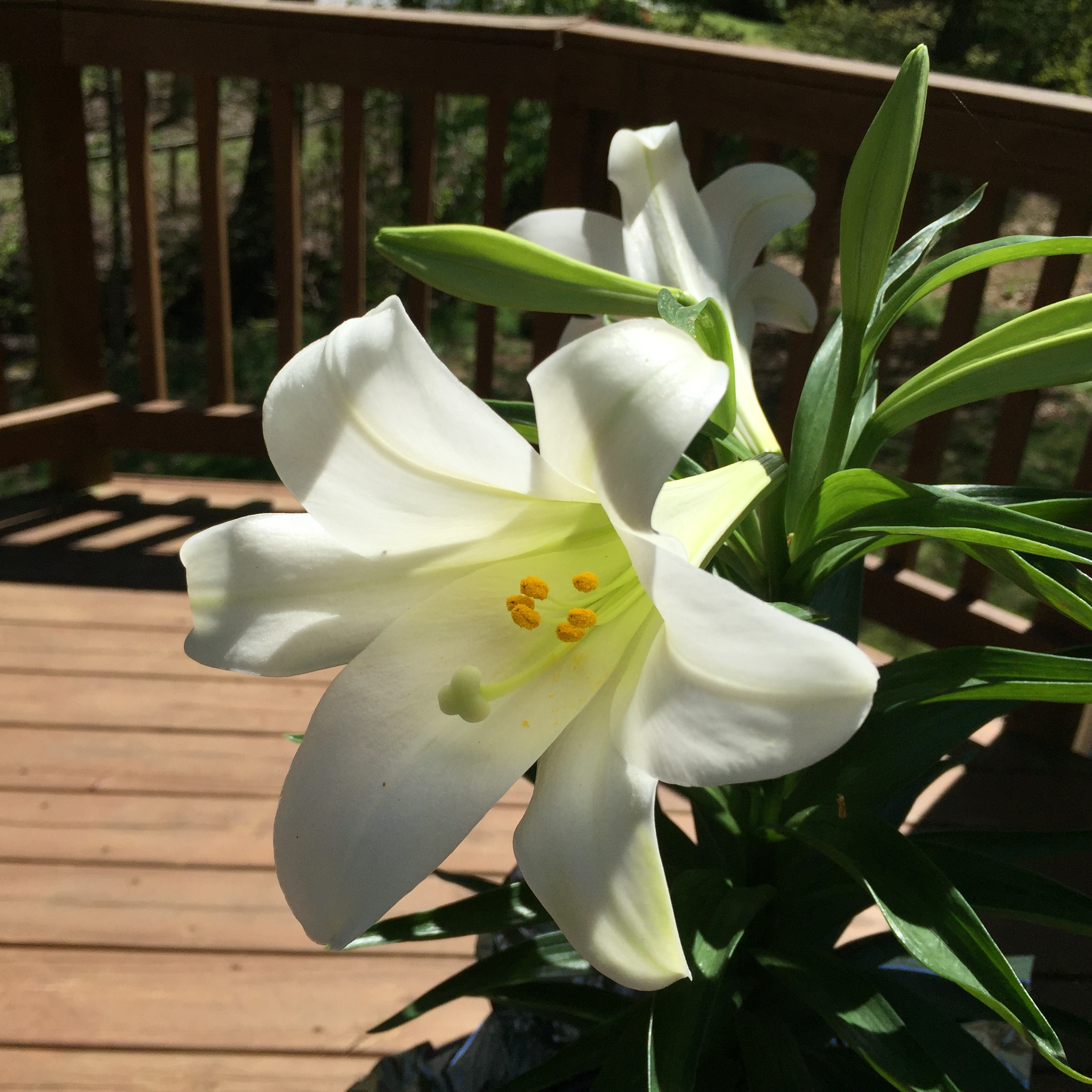 Easter Lilies